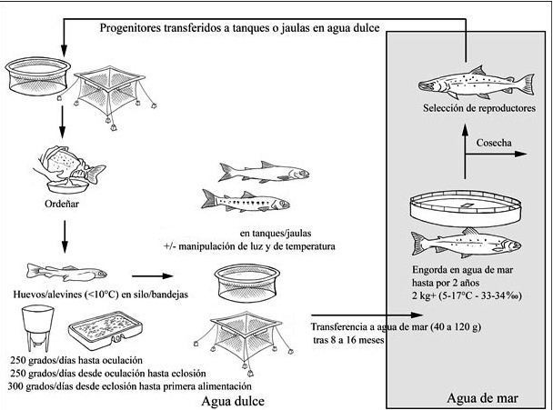 Salmo salar_criar